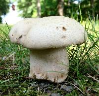 Boletus atkinsonii image