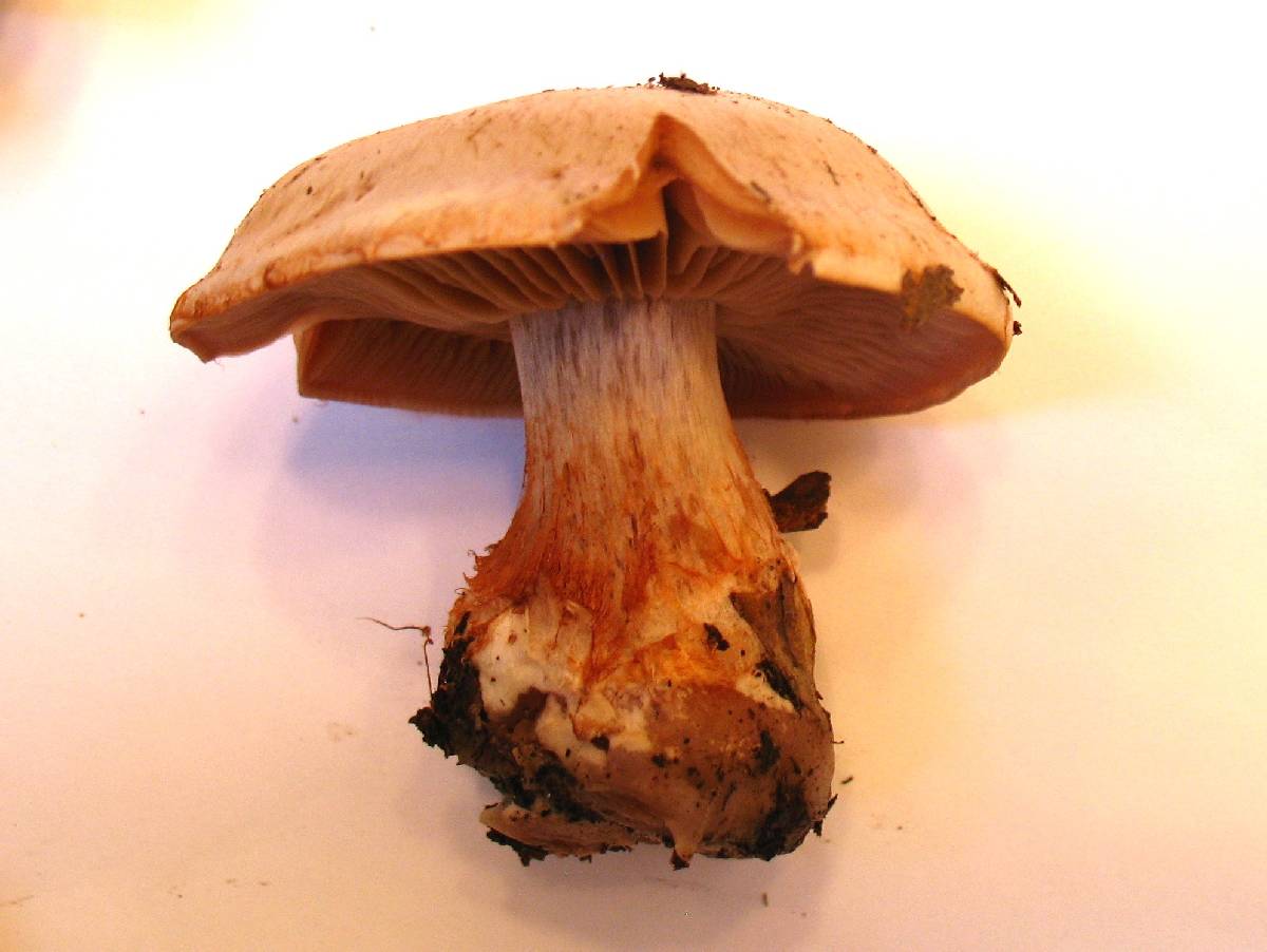 Cortinarius bulbosus image