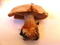 Image of Cortinarius bulbosus