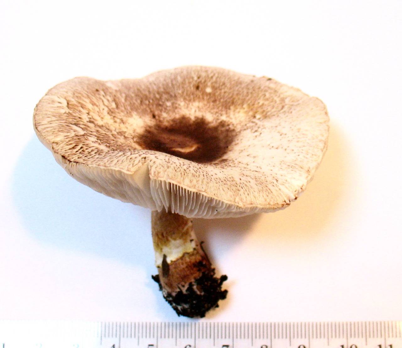 Leucoagaricus jubilaei image