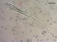 Spathularia velutipes image