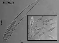 Tryblidiopsis pinastri image