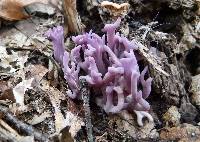 Clavaria zollingeri image