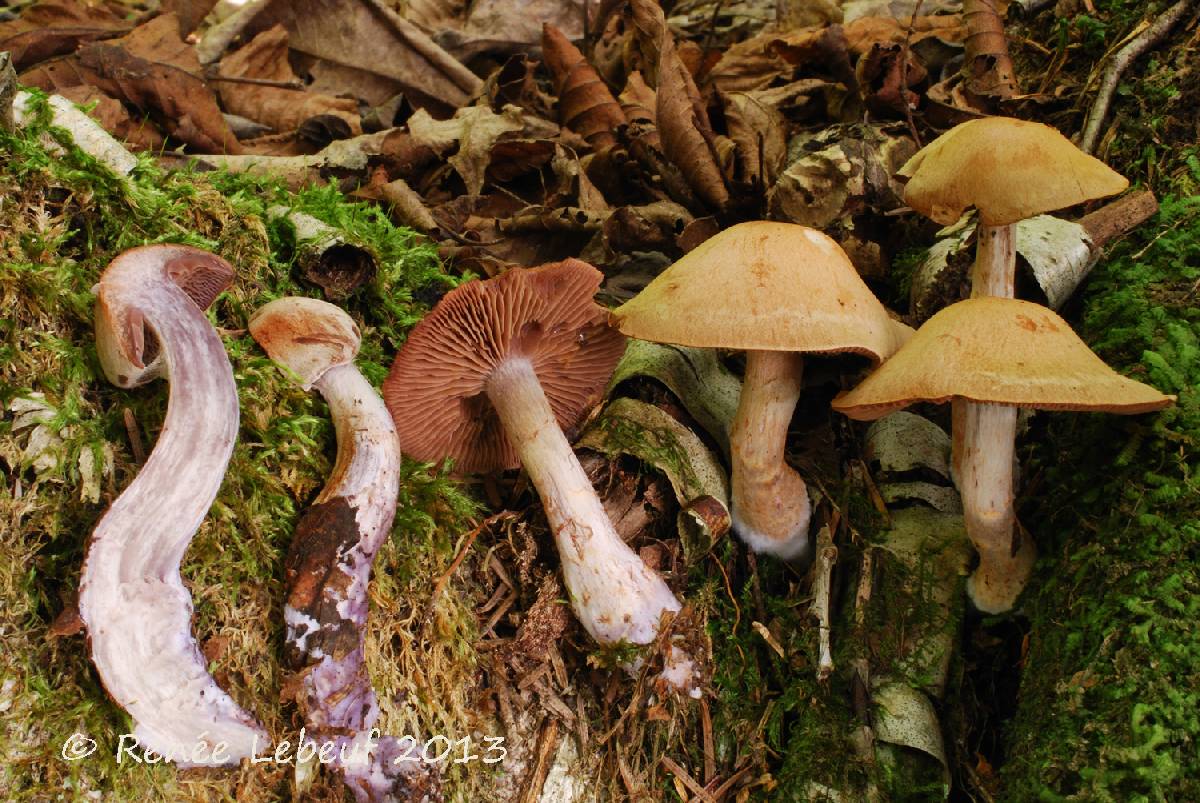 Cortinarius simulatus image