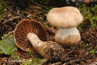 Cortinarius suberi image