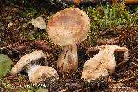 Cortinarius suberi image