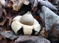 Geastrum fimbriatum image