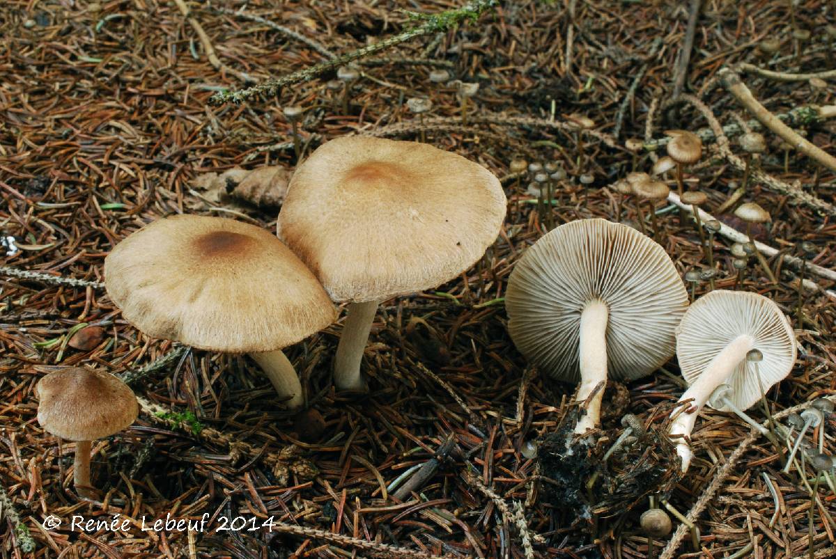 Inocybe flocculosa image