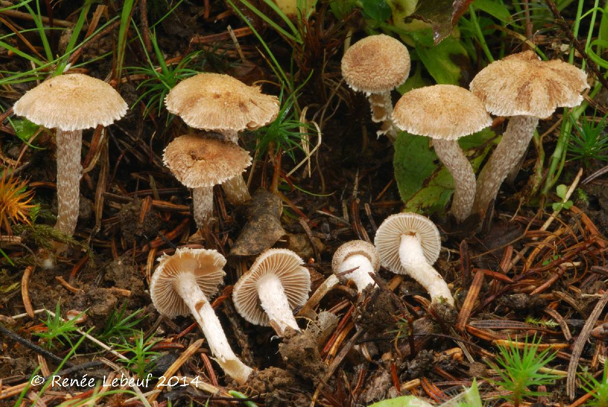 Inocybe griseoscabrosa image