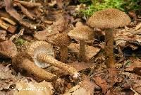 Inocybe stellatospora image