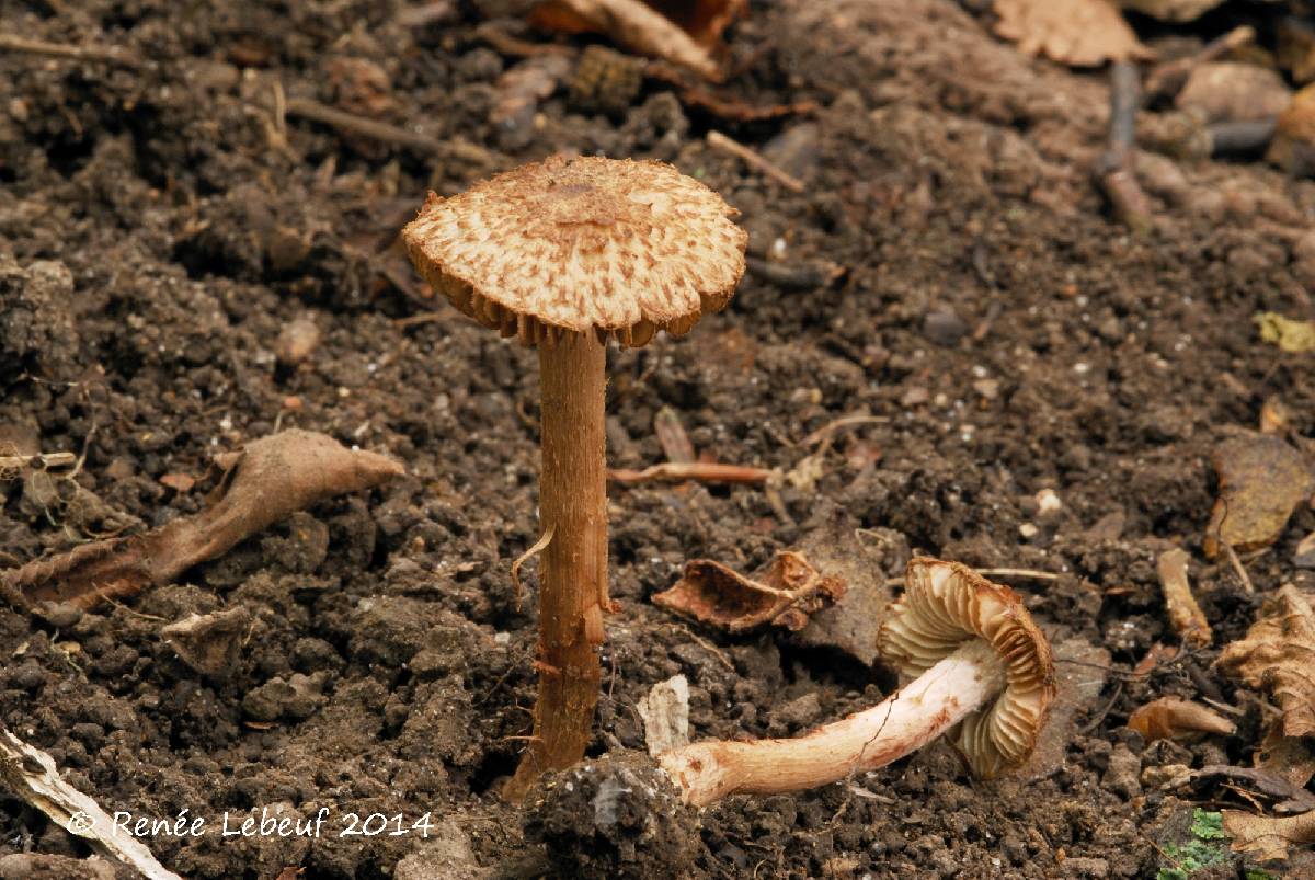 Inocybe subrubescens image