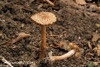 Image of Inocybe subrubescens