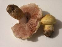 Agaricus floridanus image