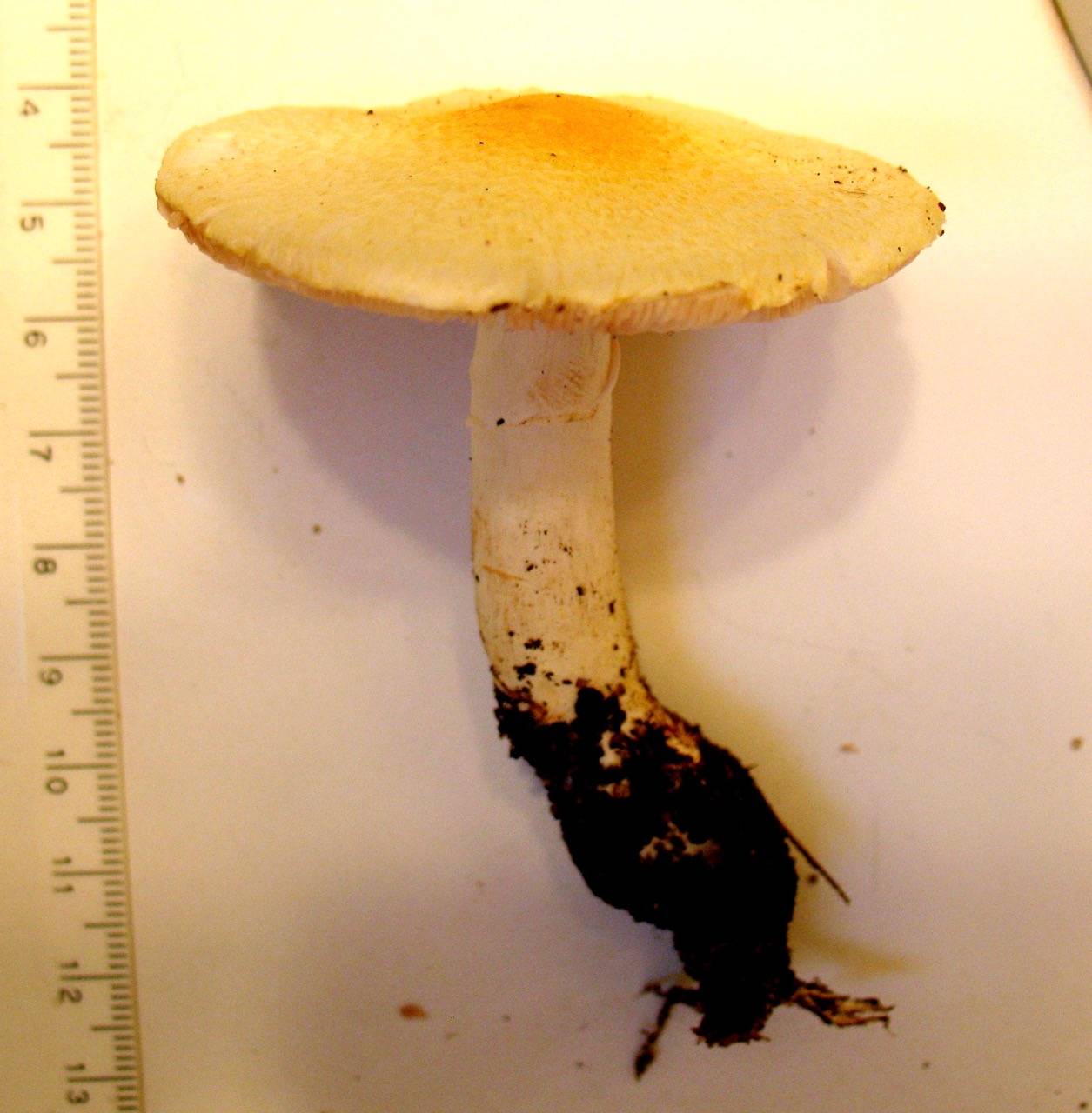 Agaricus floridanus image