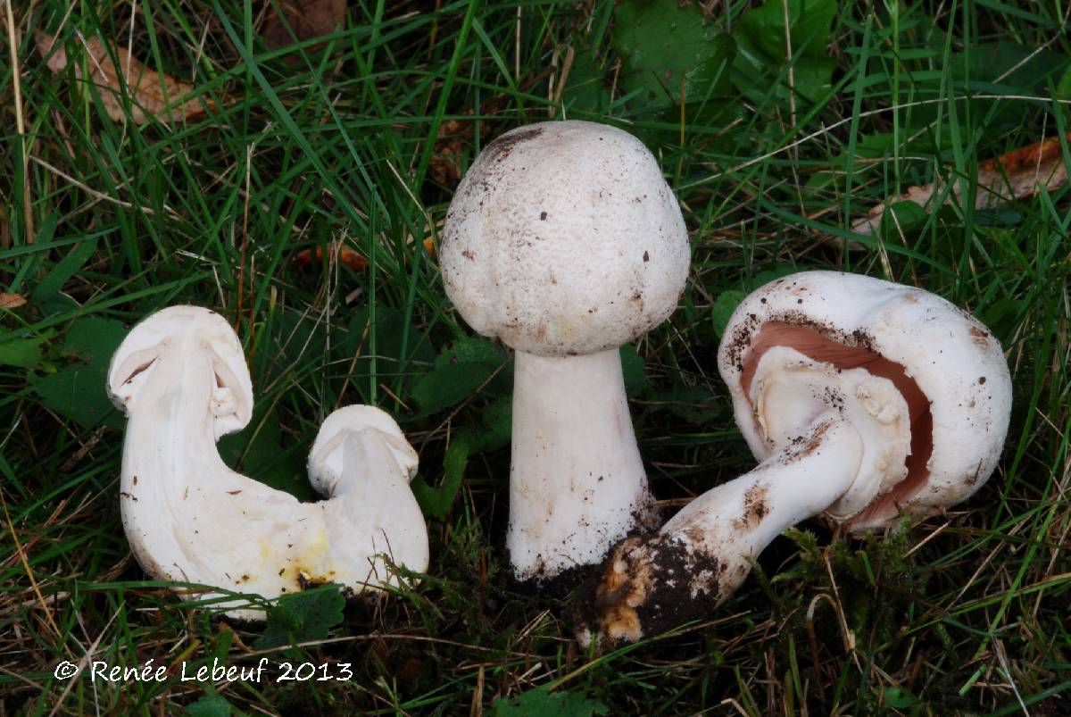 Agaricus leptocaulis image