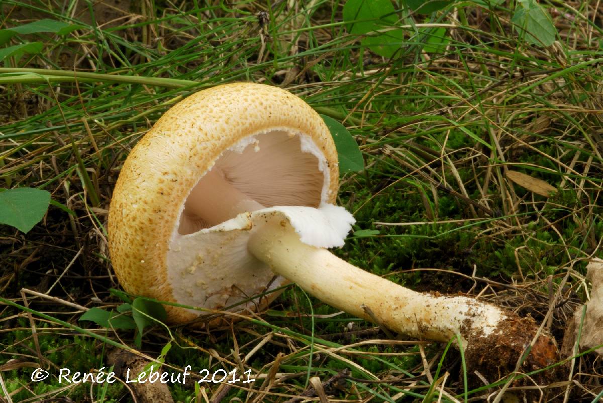 Agaricus nanaugustus image