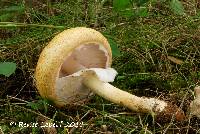 Agaricus nanaugustus image