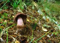 Cortinarius cacaocolor image