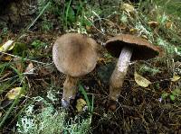 Cortinarius cacaocolor image