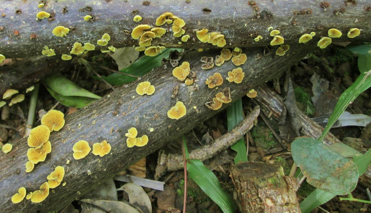 Crepidotus citrinus image