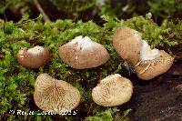 Crepidotus kauffmanii image