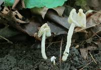 Helvella latispora image