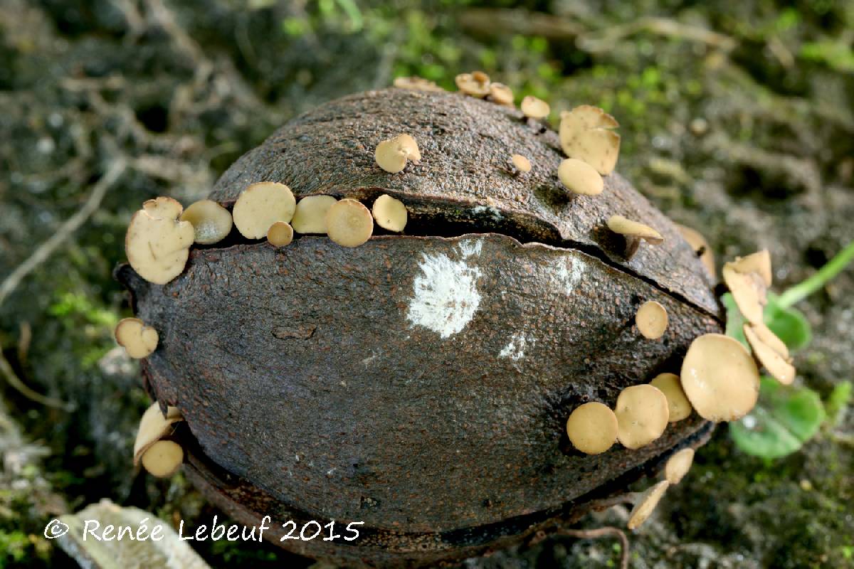 Hymenoscyphus fructigenus var. fructigenus image