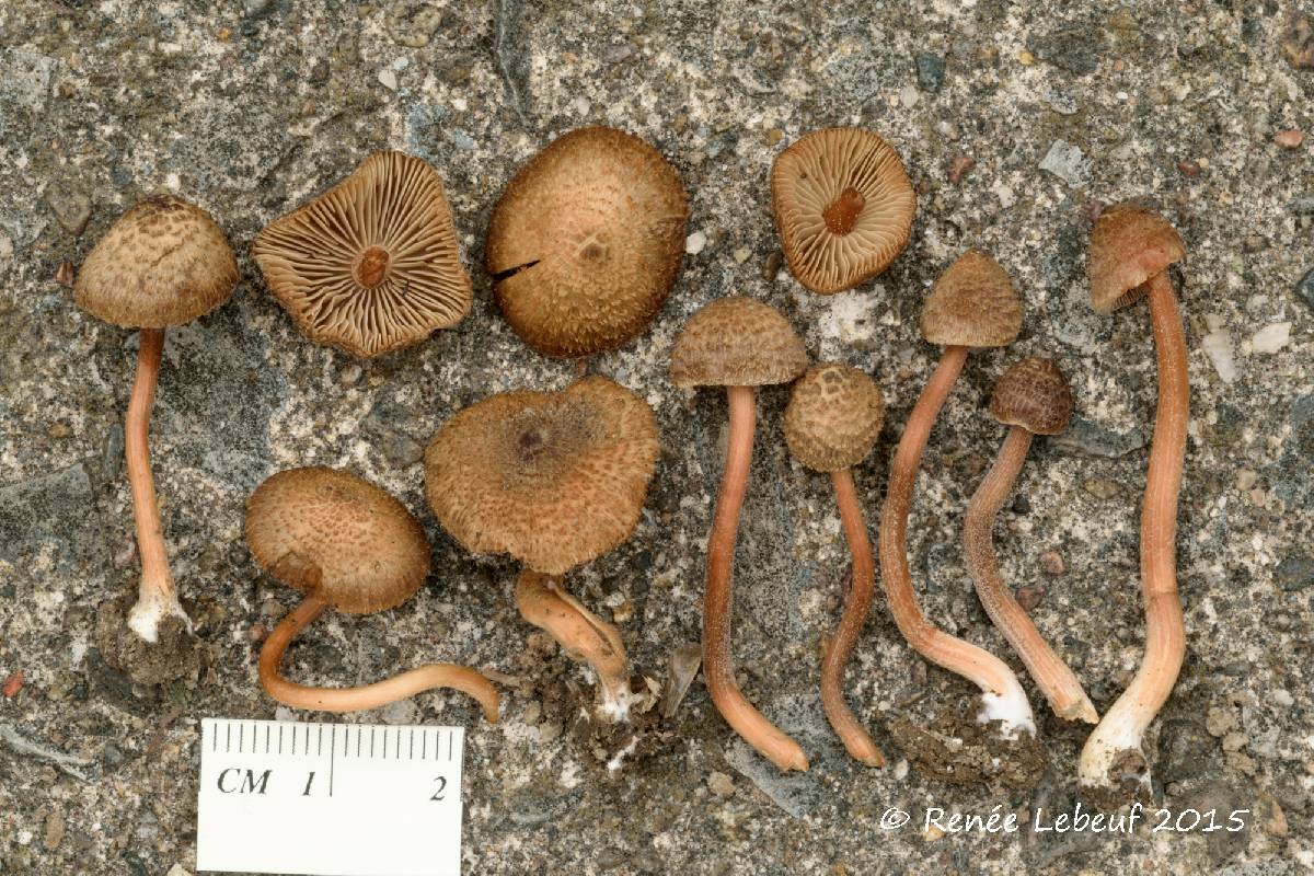 Inocybe subfulva image