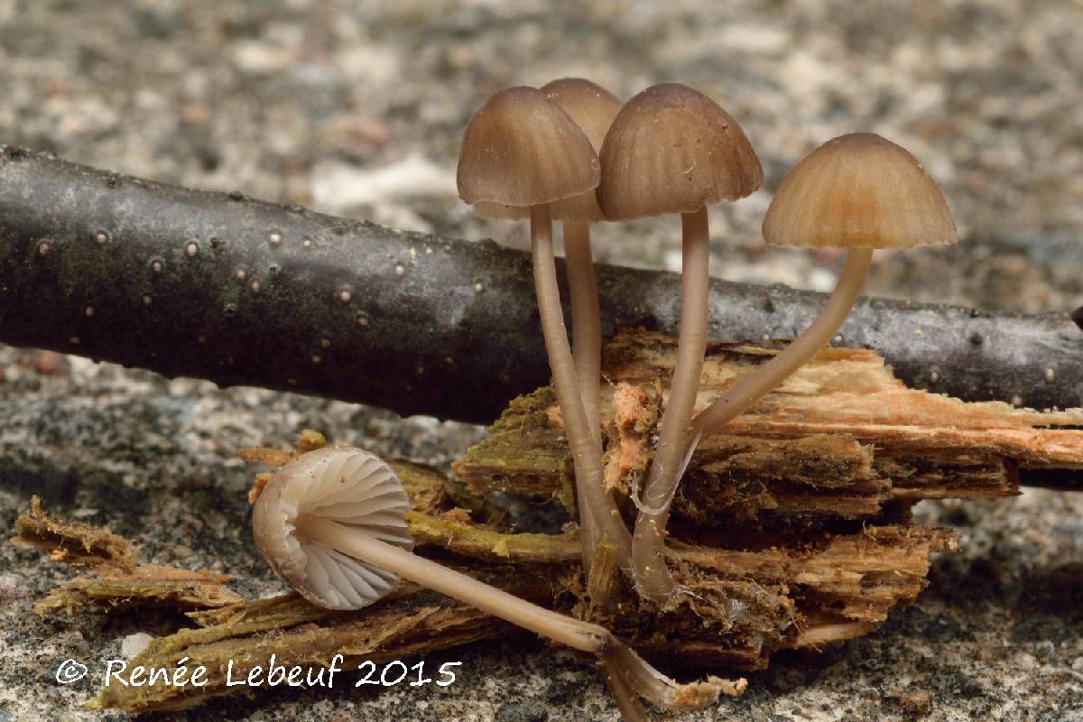 Mycena silvae-nigrae image