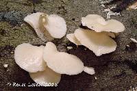 Pleurotus pulmonarius image