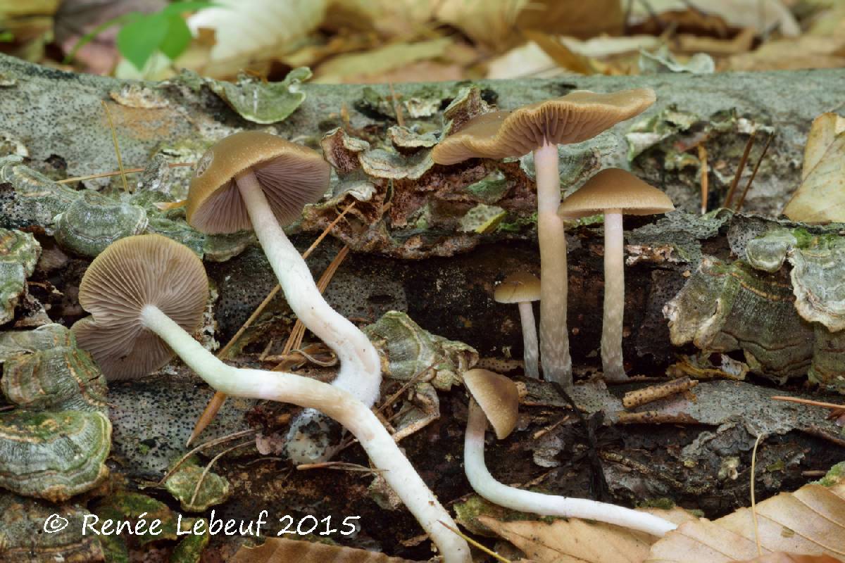 Psathyrella fusca image