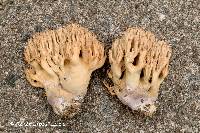 Ramaria fennica image