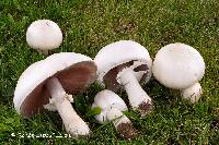 Agaricus arvensis image