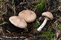 Agaricus benesii image