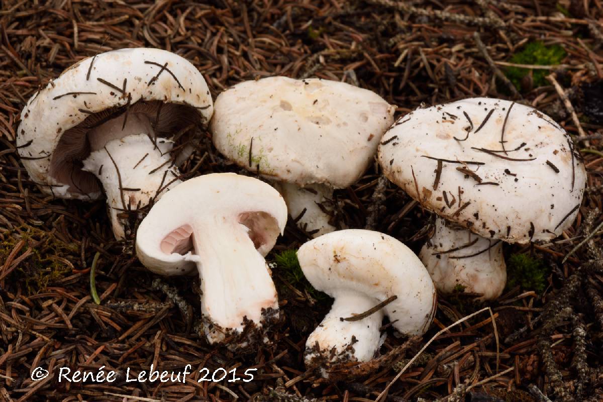 Agaricus devoniensis image