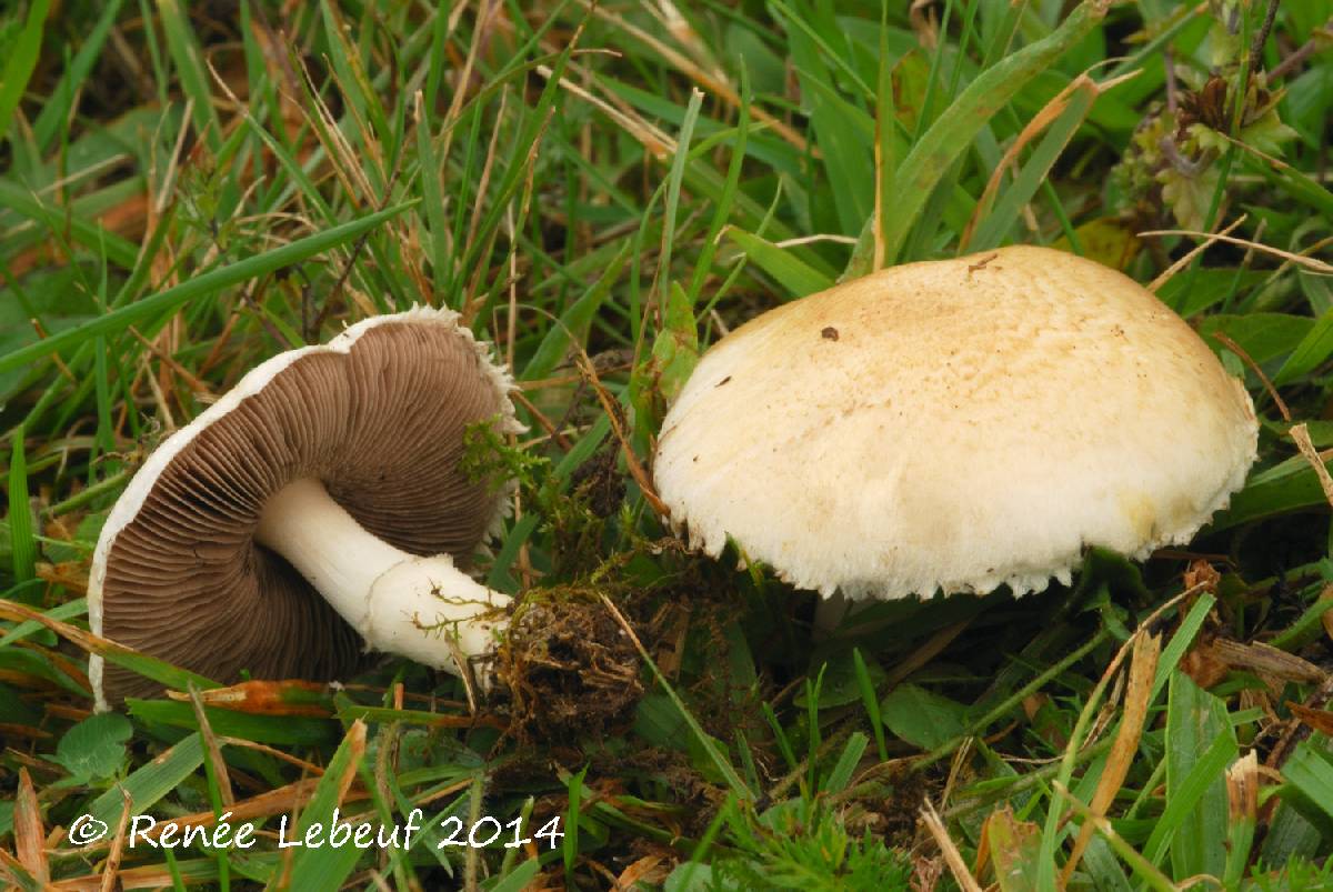 Agaricus micromegethus image