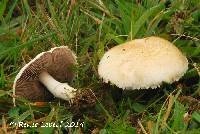 Image of Agaricus micromegethus