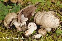 Agaricus placomyces image