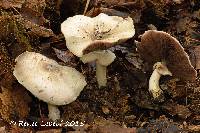 Agaricus placomyces image