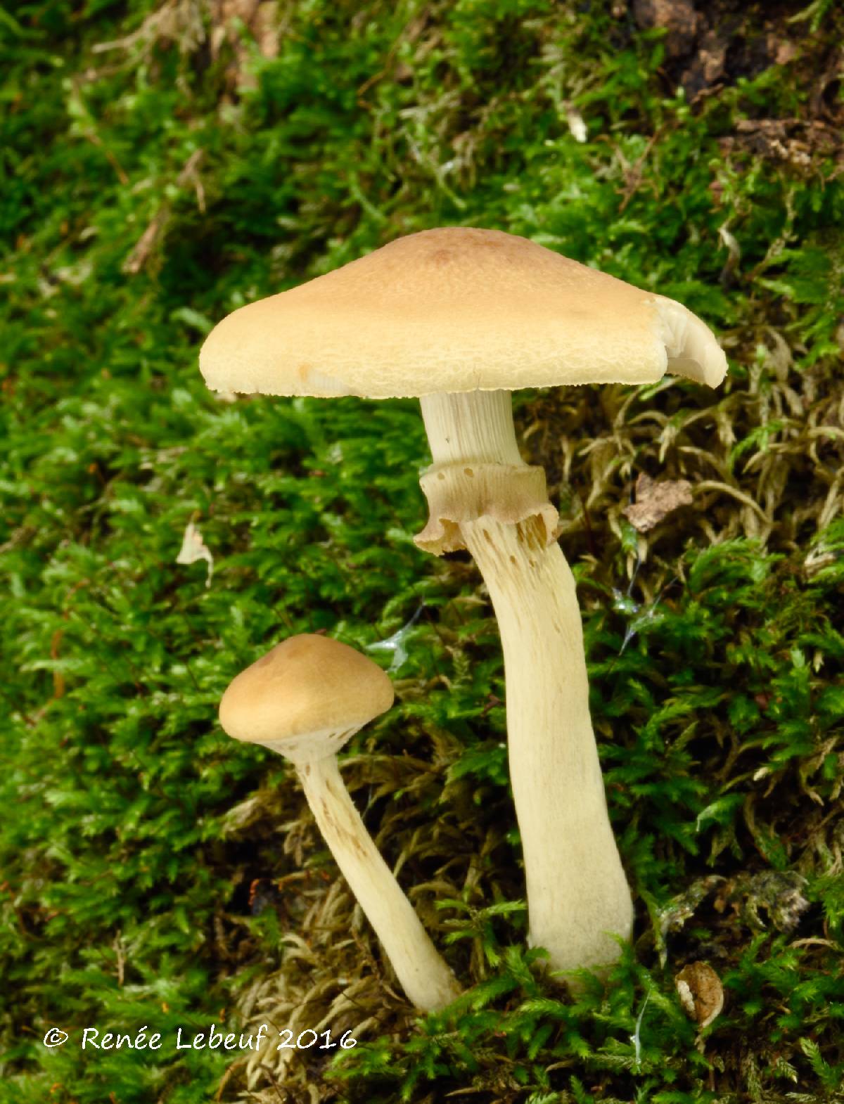 Agrocybe acericola image