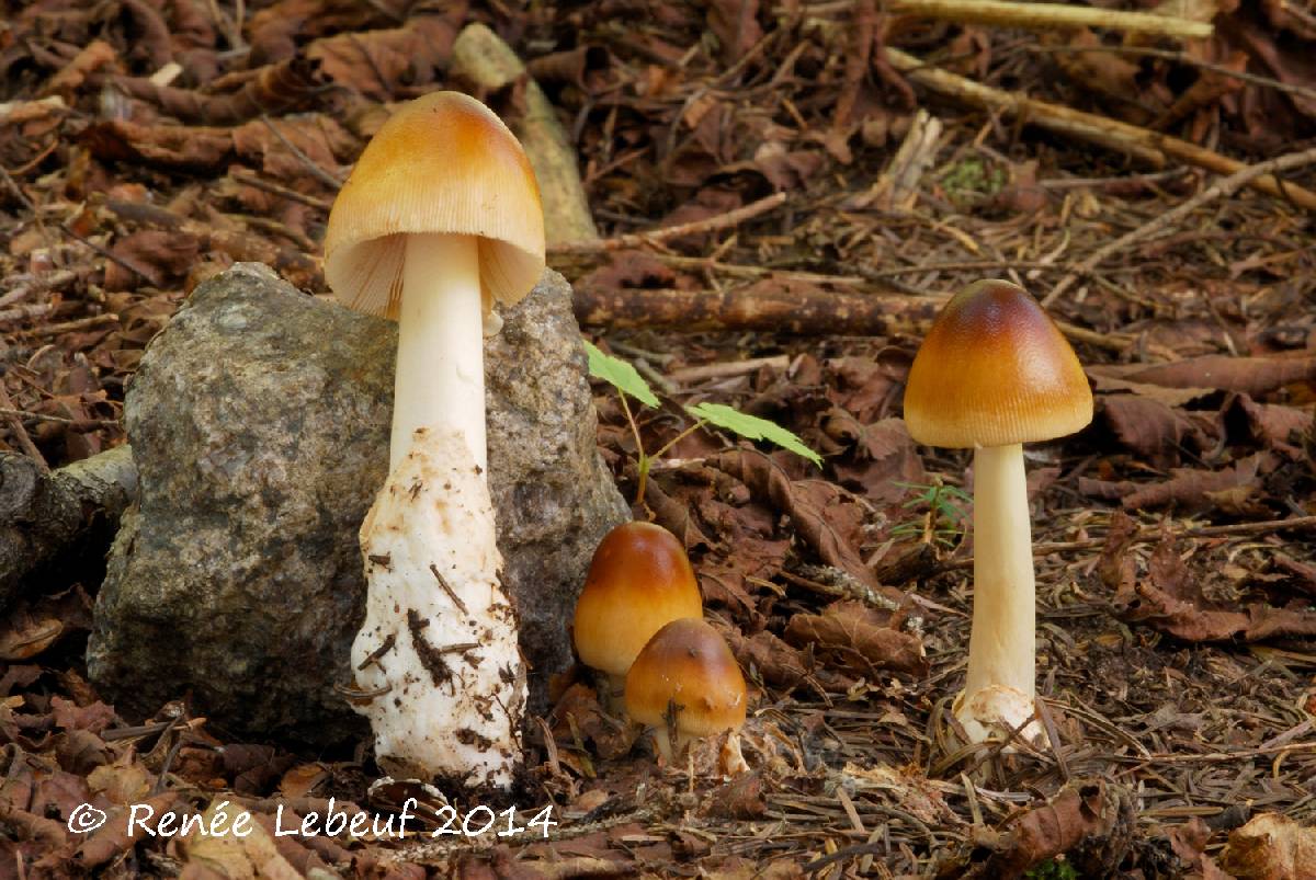 Amanita fulva var. fulva image