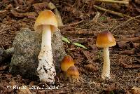 Amanita fulva image