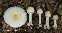 Amanita albocreata image