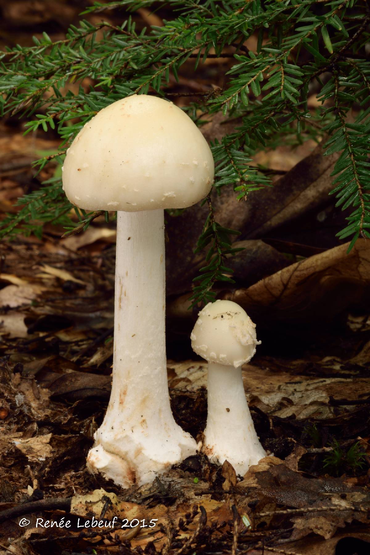 Amanita brunnescens var. pallida image