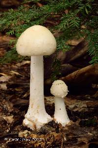 Amanita brunnescens var. pallida image