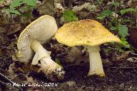 Amanita flavorubens image