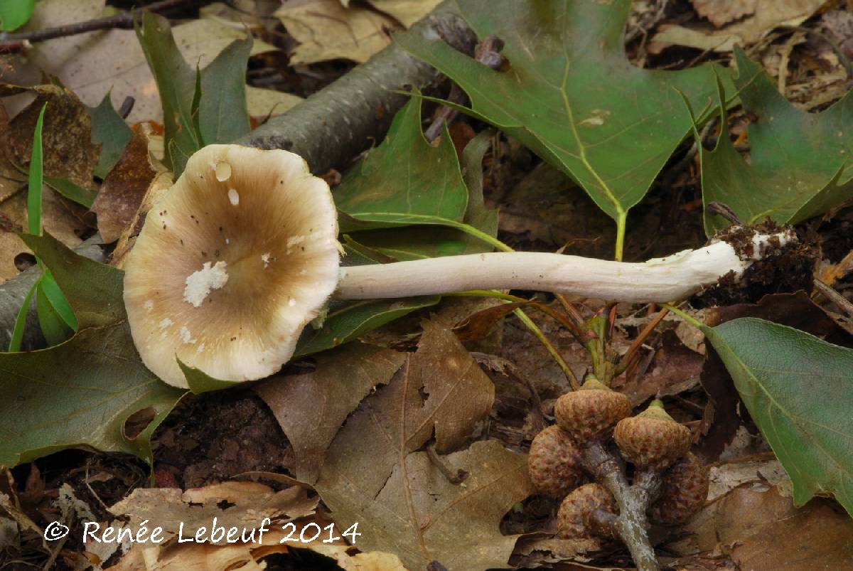 Amanita lignophila image