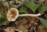 Image of Amanita lignophila