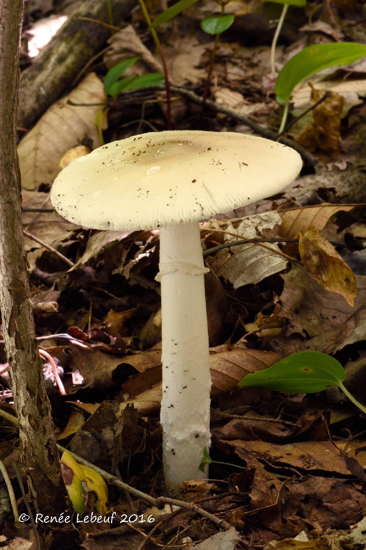 Amanita murrilliana image