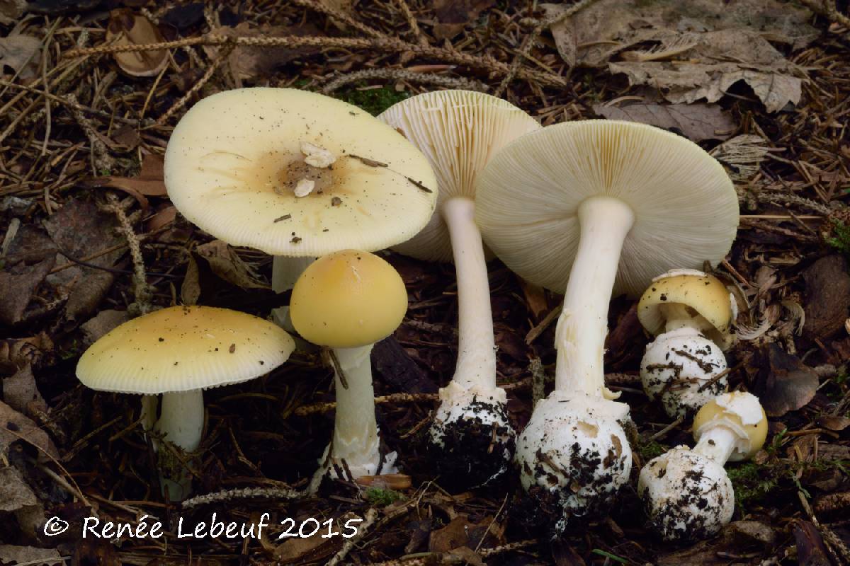 Amanita praecox image